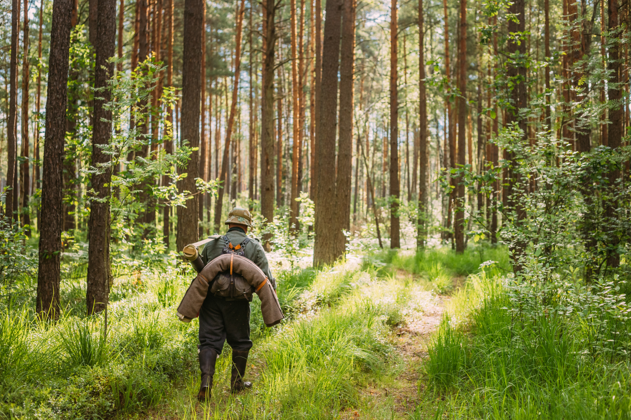 Jak polowania wpływają na zdrowie ludzi - korzyści i zagrożenia? 4 Wpływ łowiectwa na odnowę lasów